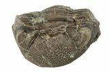 Wide, Enrolled Eldredgeops Trilobite Fossil - Ohio #188906-1